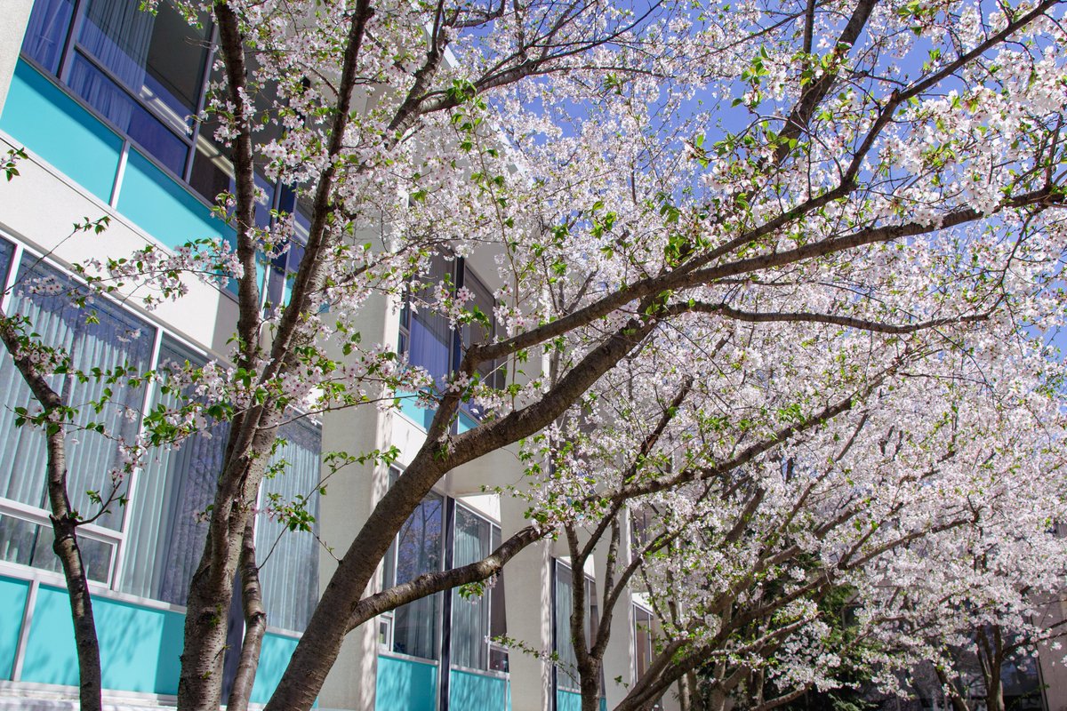 cim_edu's tweet photo. Spring has sprung in University Circle! In classic Cleveland fashion, snow is in the forecast early next week, so take advantage of the sunshine while it's still here, folks! 

📸: Abigayle Williams

#SeeCIM #UniversityCircle #CherryBlossoms #Spring https://t.co/aOwWGz9h54