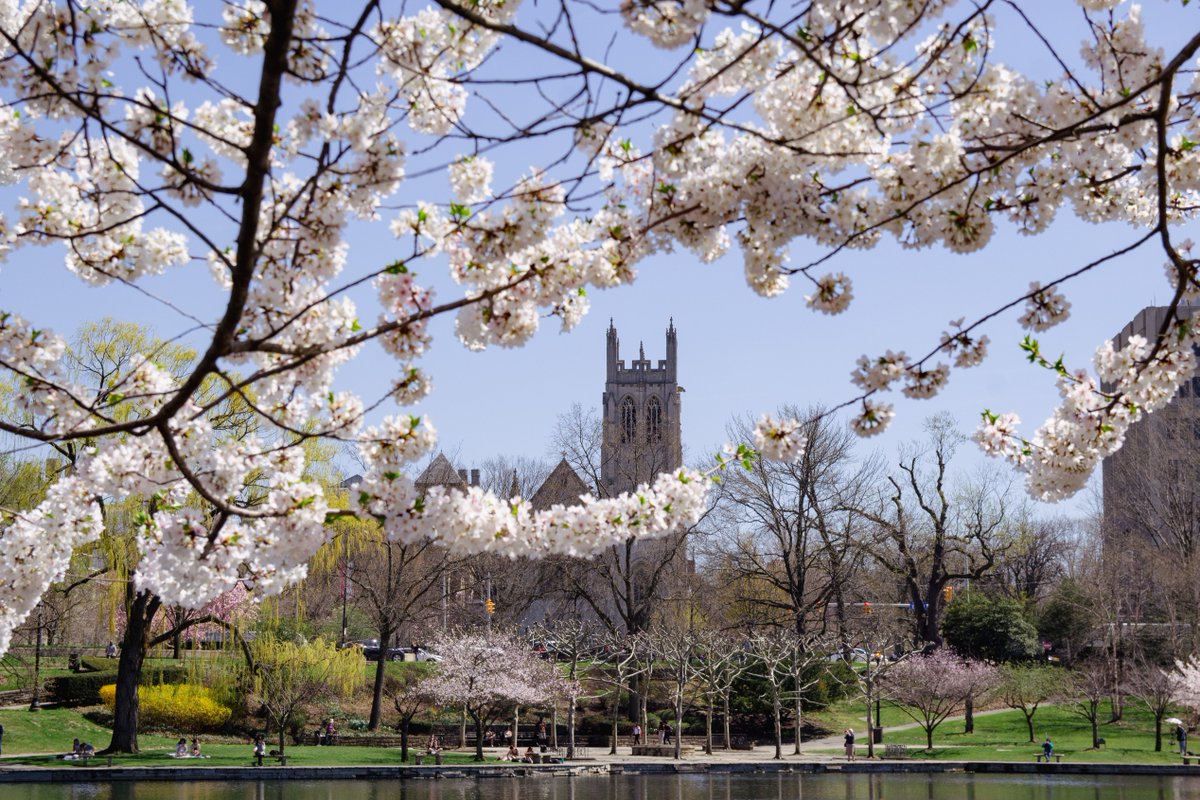 cim_edu's tweet photo. Spring has sprung in University Circle! In classic Cleveland fashion, snow is in the forecast early next week, so take advantage of the sunshine while it's still here, folks! 

📸: Abigayle Williams

#SeeCIM #UniversityCircle #CherryBlossoms #Spring https://t.co/aOwWGz9h54