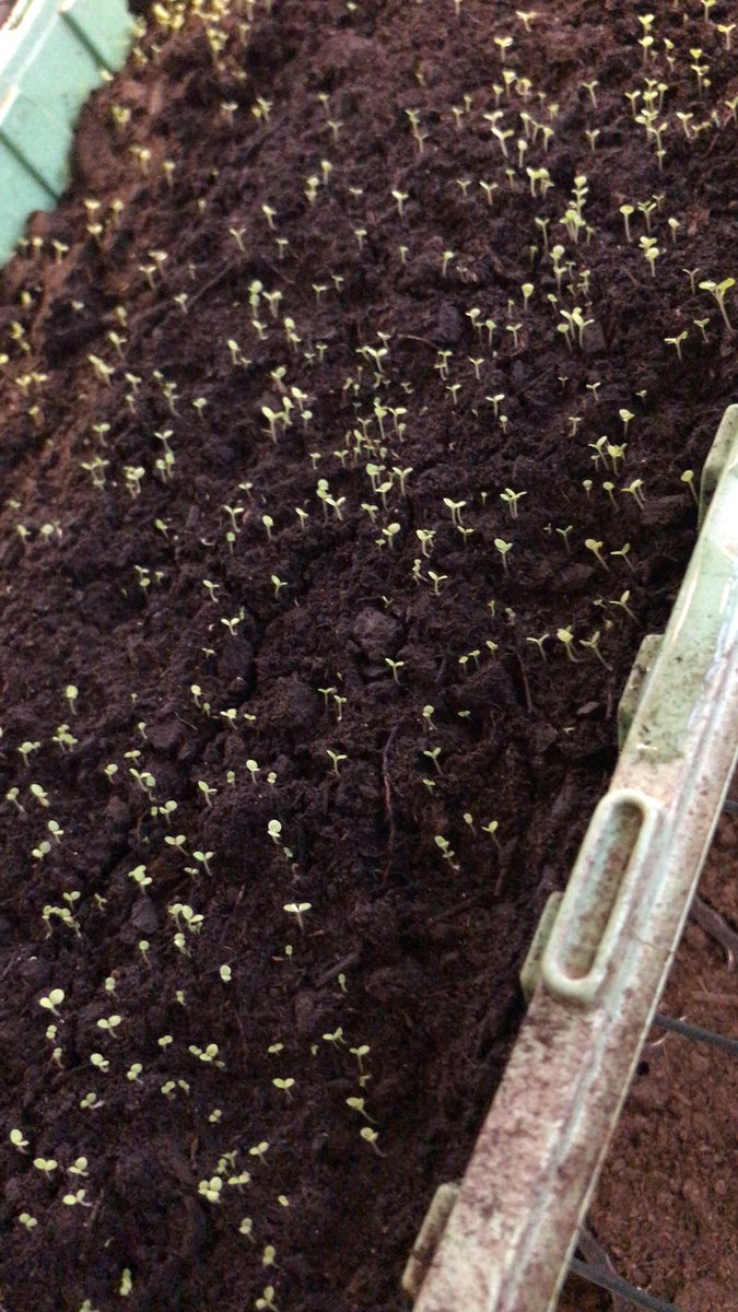 blekslatten's tweet photo. Tobaken växer fint 🌱👍#egetsnus #åhustobak https://t.co/RiCApdLGhN