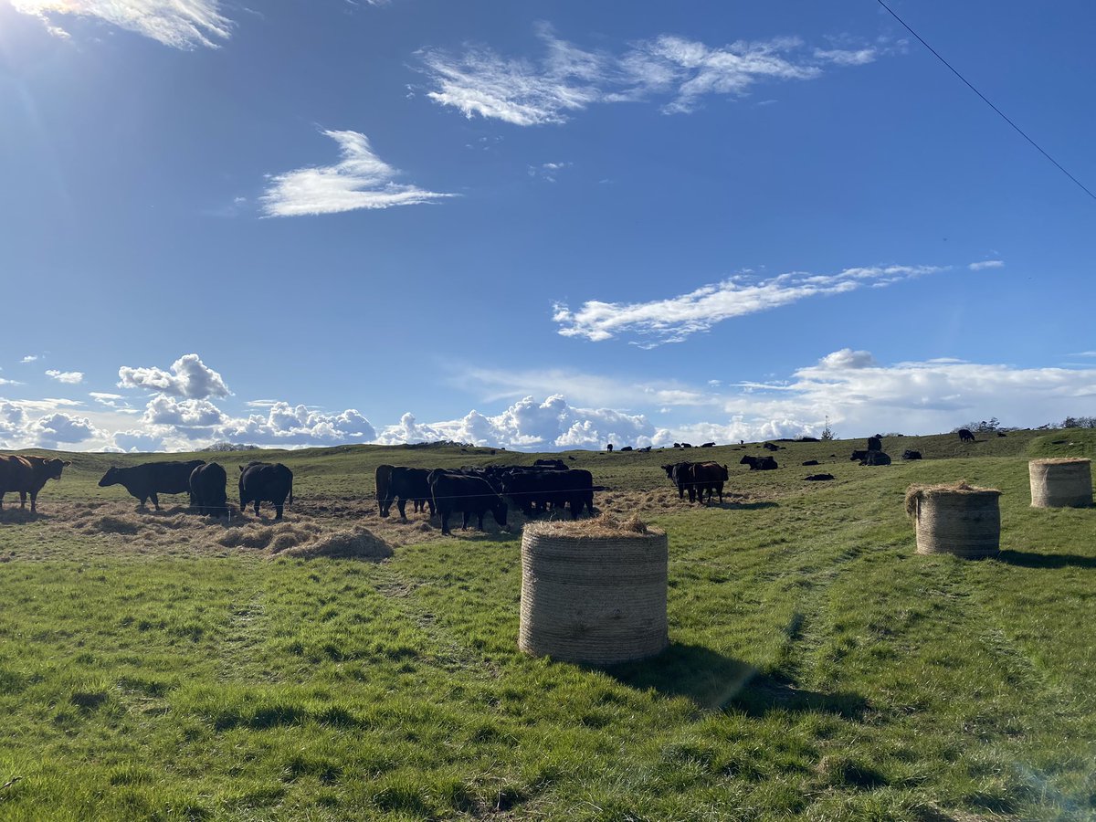 Cows and calving finishing the bale grazing this weekend. Hay for a few days having finished the silage - and wastage has risen. Which I didn’t expect. Maybe DM allocation is too high now. Not worried but v interesting. Lessons form our first go at bale grazing;