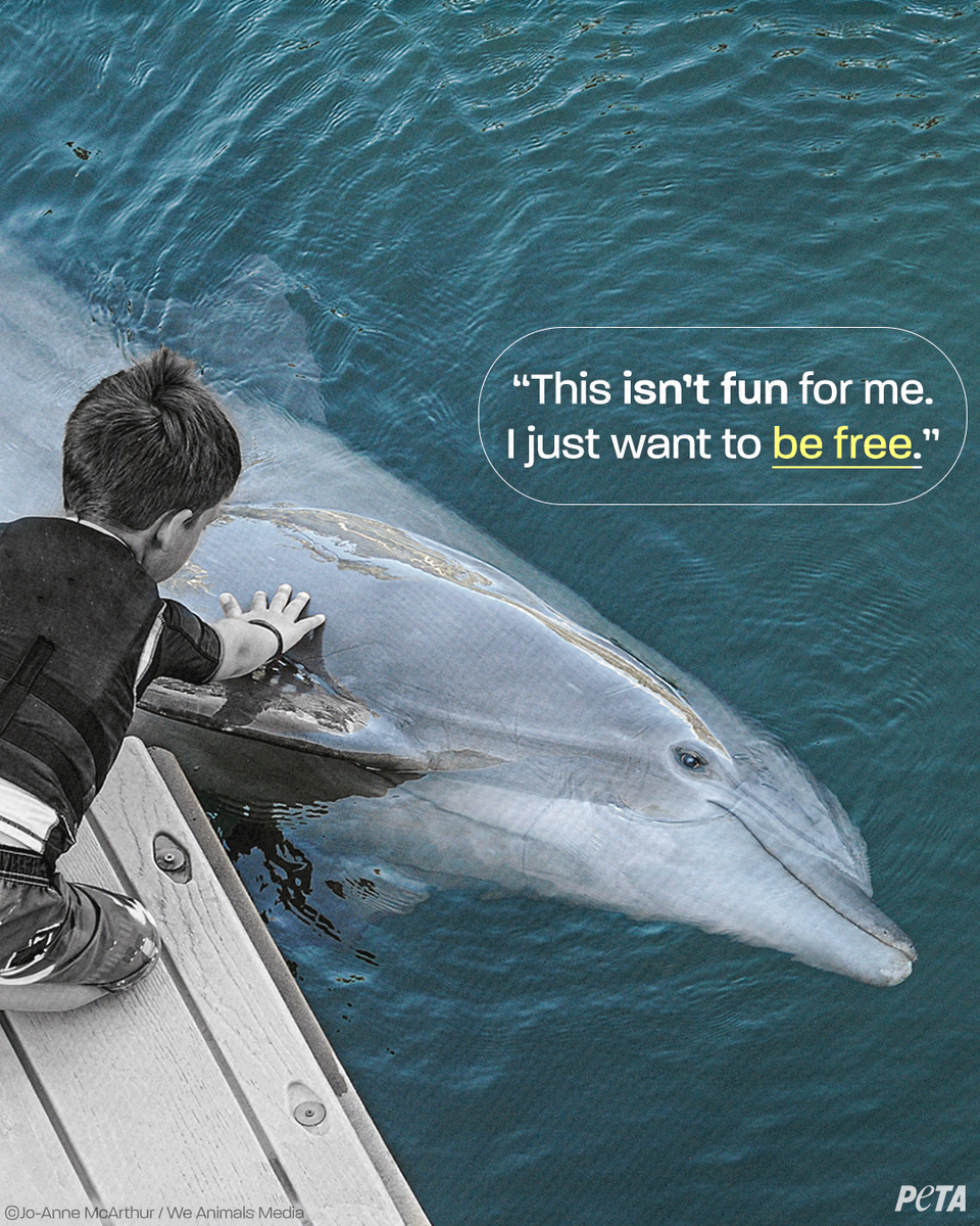 peta's tweet photo. If you care about dolphins, never visit parks that exploit them ❌
 
Marine parks &amp; swim with dolphins facilities have built an empire of exploitation off suffering dolphins who are often bred, drugged, &amp; abused for profit. #NationalDolphinDay https://t.co/ShOaKixKzN