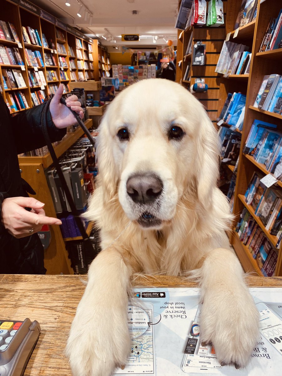 We met the most well-behaved dog called Golden at the bookshop today! Here he is patiently waiting at the counter to buy his favourite books. Good boy, Golden! 🐶📚❤️

#Waterstones 
#dogsinbookshops 
#dogfriendly 
#dogs