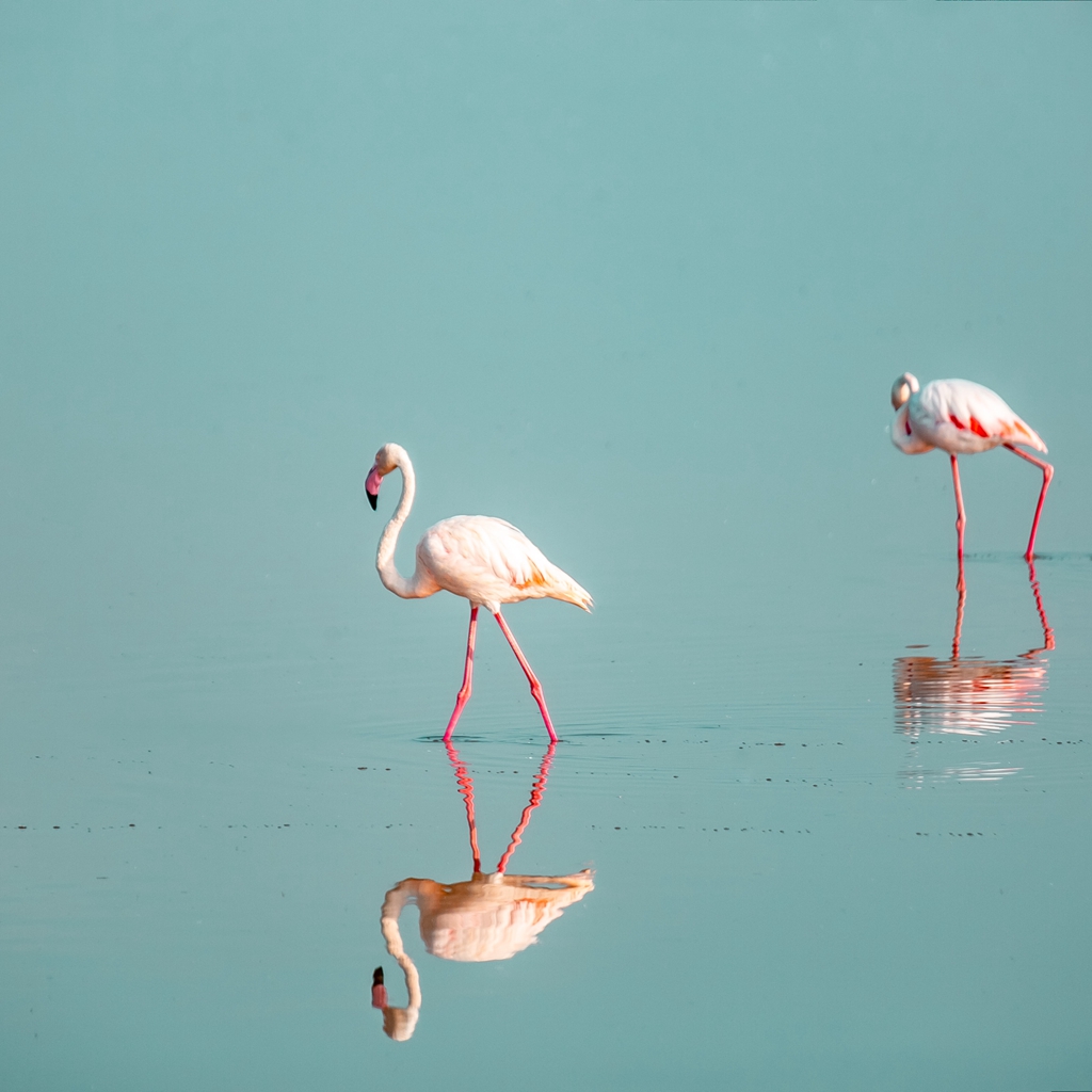 2 Greater #Flamingos in #lake, Kenya
.
.
.

#GreaterFlamingos
#WildFlamingos
#Reflecting
#AfricanBirds
#KenyaWildlife
#KenyaBirds
#WhiteBirds
#PinkBirds
#ColorfulBirds
#WaterBirds
#SaltWater

#aviation #Ornithology #Wildbird #Birding #BirdWatching #BirdHabitat #BirdEnglish