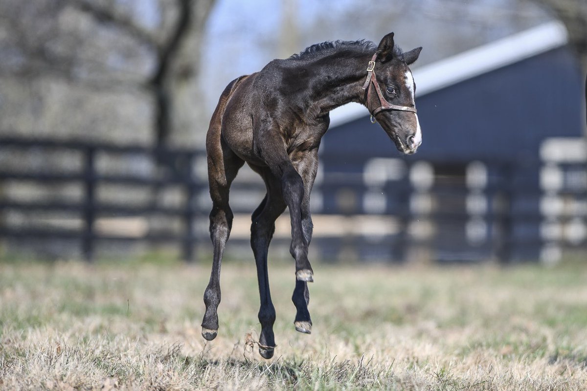 NatalmaBldstk's tweet photo. Natalma #foalfriday a fabulous filly by @LanesEndFarms Liam’s Map ex. Fashion Royalty. From the family of Champion RECKLESS ABANDON, G1w TICKER TAPE, BRANDO, G2w WAR DECREE, SKIMS. Her 1/2 sister by Justify sold as a weanling for $310k at the ‘22 Keeneland Nov. #NatalmaBloodstock https://t.co/eCiAILzCcP