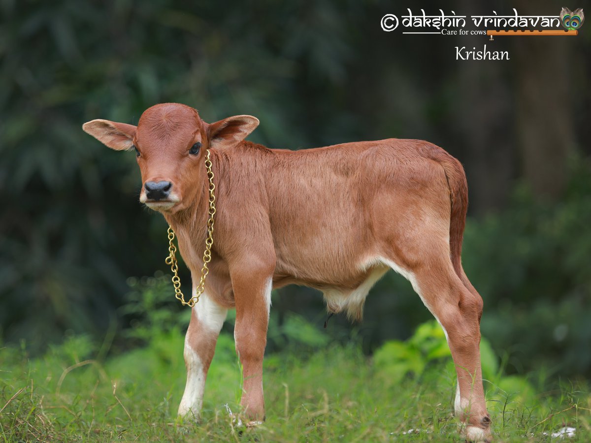 daksinvrindavan's tweet photo. There is no one as divine and blissful in this world as a gau vatsa (cow baby)!  

Krishan was rescued from ill fate by Rajaram ji and is lovingly adopted by Smt Richa Gupta and family.