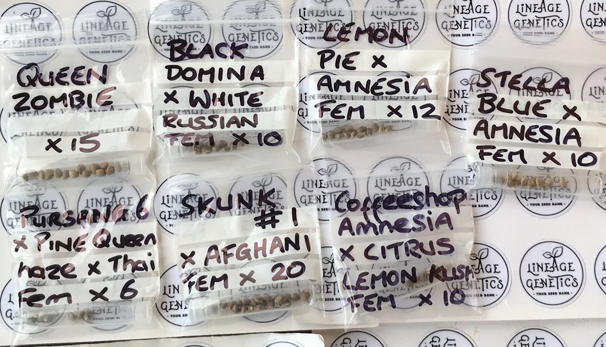 Lineagegenetics's tweet photo. BREEDERS PACK : 19 Strains, 261 Seeds, all UNRELEASED except 2 Strains. On offer till 17/04/2023.
We do except bank transfers also. Value €1,800 now €299, normally €500 #420community #420Life #Automaticseeds #CannabisCommunity #cannabisnews #homegrownweed #legalizecannabis https://t.co/e8ehkgIx8V