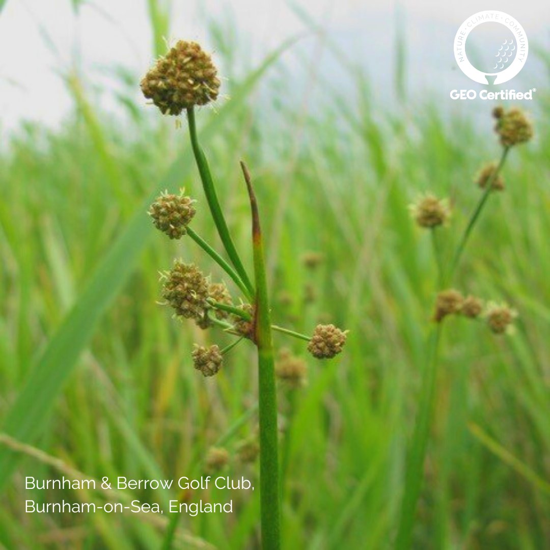 sustainablegolf's tweet photo. Burnham &amp; Berrow Golf Club, England have recently gained their GEO Certification 👏!

This club is standing up #ForSustainableGolf through their passion for community engagement, waste/material reduction and habitat management 💚 

Well done to you! 
@MorenoD86 
@BurnhamBerrow https://t.co/PJIRWZ9AUL