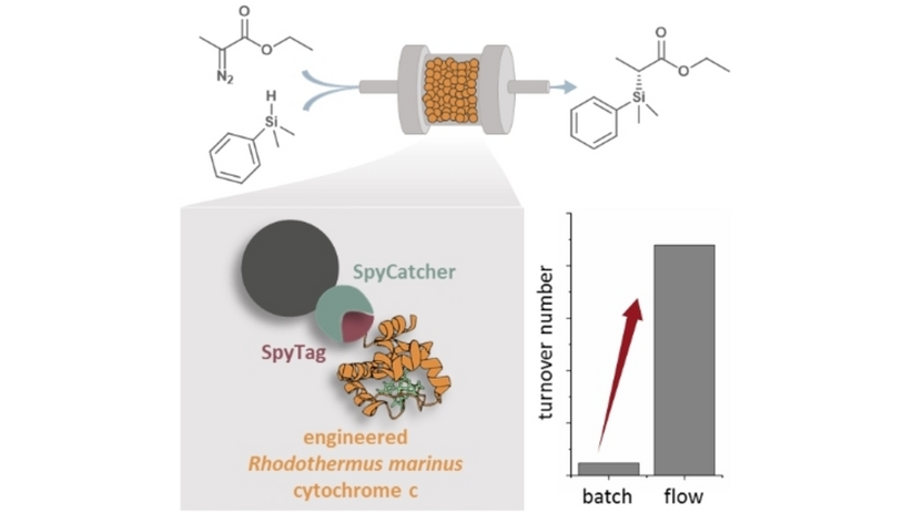 An Immobilised Silicon-Carbon Bond-Forming Enzyme for Anaerobic Flow Biocatalysis by Kersten S. Rabe and co-workers (<a href="/NiemeyerLab/">Niemeyer-Lab</a>, <a href="/RabeKersten/">Kersten Rabe</a>). #OpenAccess thanks to #ProjektDEAL. onlinelibrary.wiley.com/doi/10.1002/cc…