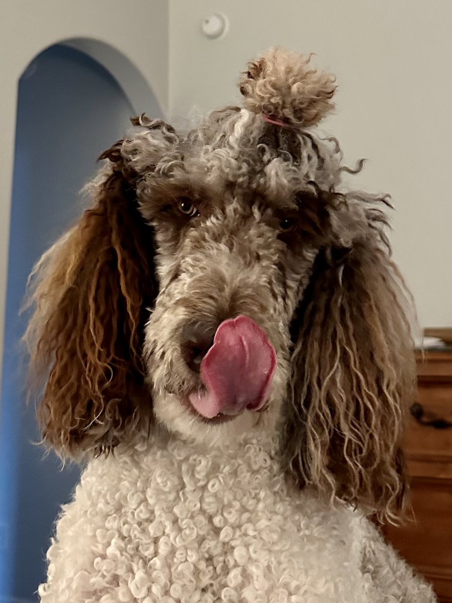 naxantharus's tweet photo. Happy Friday from Merle in the Mornin’. #partipoodle #poodle #doucheknot #sweetboy #goodboy https://t.co/qaVfMmzZdd