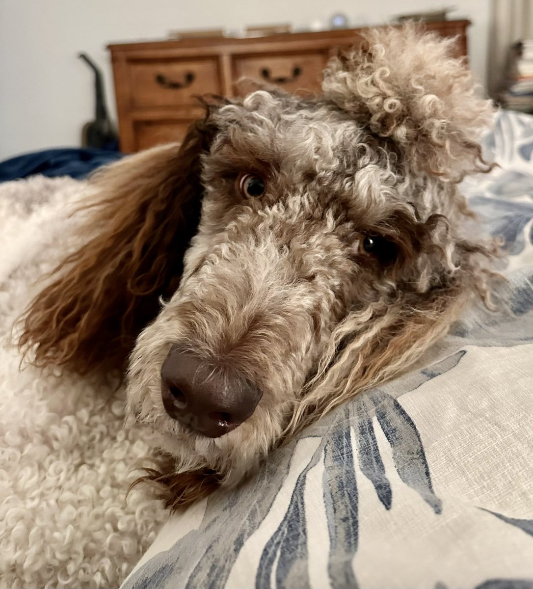 naxantharus's tweet photo. Happy Friday from Merle in the Mornin’. #partipoodle #poodle #doucheknot #sweetboy #goodboy https://t.co/qaVfMmzZdd