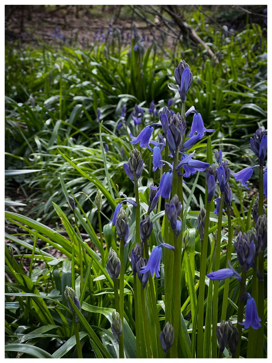 TimScott1969's tweet image. First sign of bluebells in my local wood 👍🏻