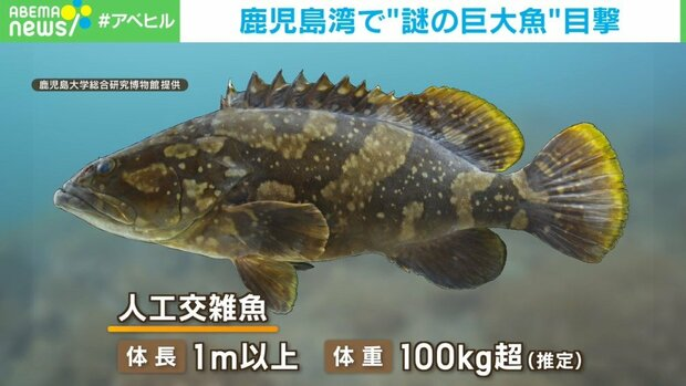 livedoornews's tweet photo. 【目撃相次ぐ】鹿児島湾に"謎の巨大魚"、生態系バランス崩れるおそれも
https://t.co/6ISKurFQpS

高級魚のクエと世界最大級のハタ科であるタマカイを掛け合わせており成長すると体長1m以上、体重は100kg超と推定。本来ならばいけすの中にしかいないが、台風などで逃げ出した可能性があるという。 https://t.co/uceoRDGd9d
