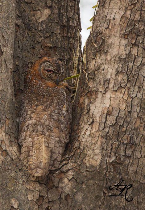 El arte del camuflaje en el mundo natural… 

Búho.