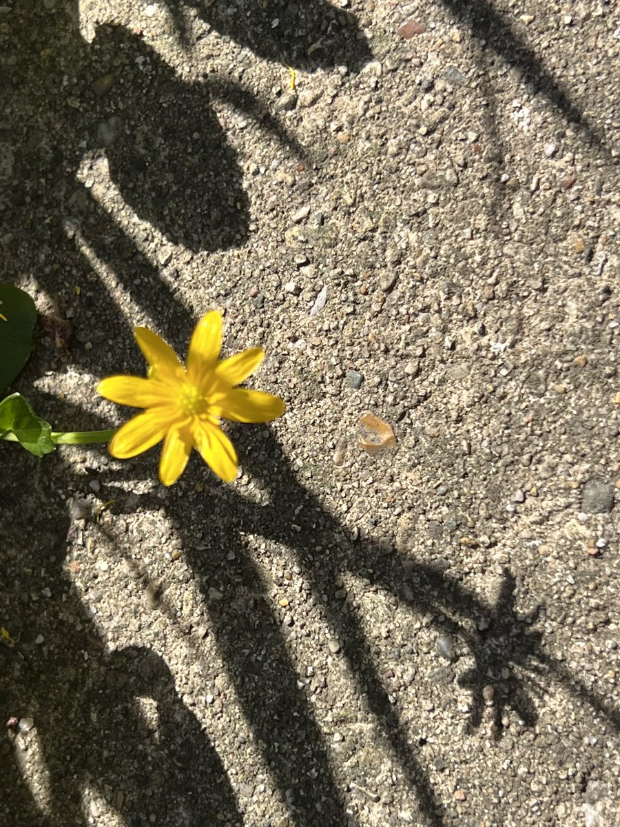 Morning!
#FlowersOnFriday #lessercelandine #pilewort #sunlightandshadows #inmybackyard #buttercup