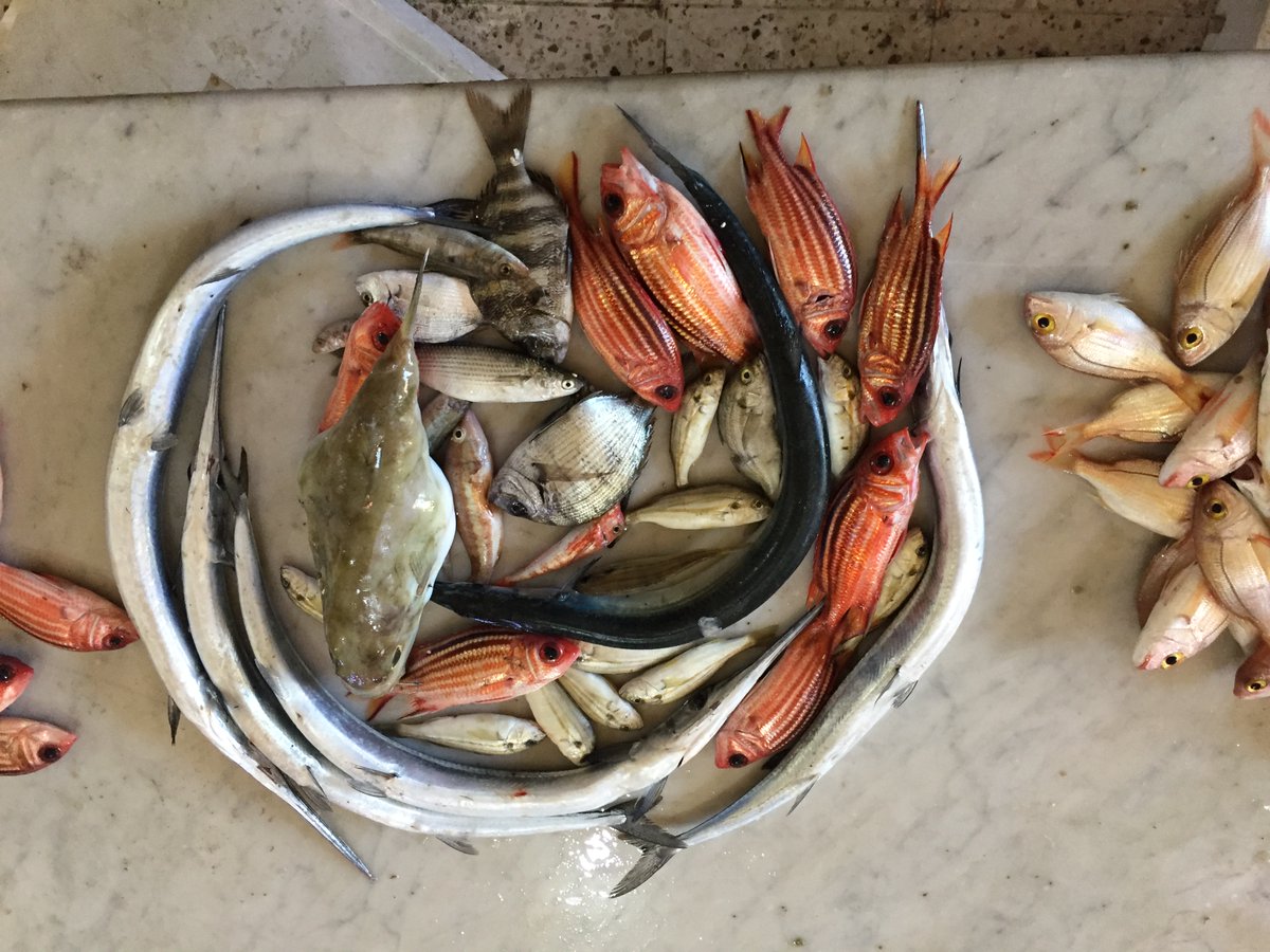 UN_FAO_GFCM's tweet photo. 📢Calling all experts, practitioners and managers working on Non-Indigenous Species to book your calendar and register for the #GFCM Webinar #NIS Pilot Project – Eastern Mediterranean❗️ 

🗓️ April 17, 2023
Register here: https://t.co/IKBQwHfWkw
#NISeasternMED #MedSea4Fish https://t.co/XiubnzCsY3