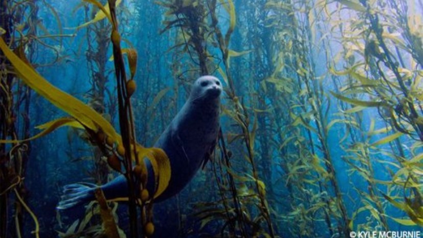 Oh good morning ... can I kelp you? 🌿

ow.ly/90Hn30qZr6W