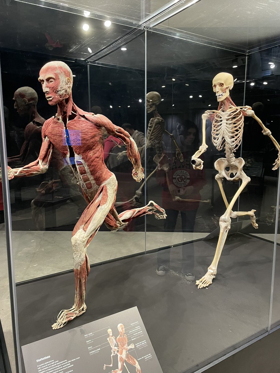 KatiaCarboni4's tweet photo. “Il vostro corpo è l'arpa dell'anima,
e sta a voi trarne
dolce musica
oppure suoni confusi”. Khalil Gibran (1883-1931)!
La perfezione del corpo umano riesce sempre a lasciarmi senza parole #bodyworlds #milano #milan #bodyworld https://t.co/b4dcPAVsWH