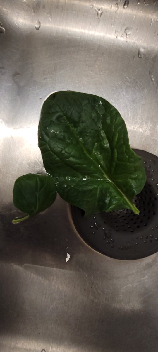 Next_fn_level's tweet photo. First harvest of 2023 is baby spinach.  

Comparative photo. Left is baby spinach from the local grocery store vs the right, my garden.  

#GardeningTwitter https://t.co/f4M0waUeFO