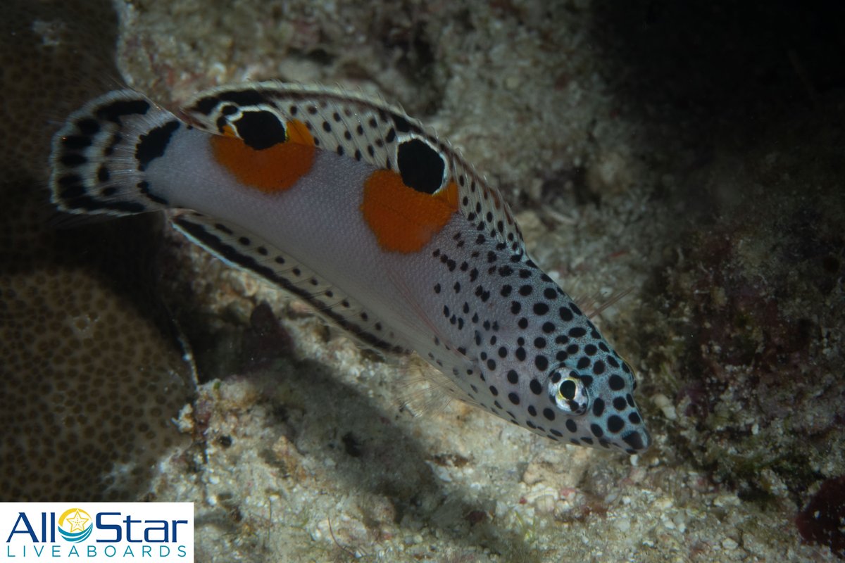 DiveASL's tweet photo. Creature Feature Friday!!! π§‘π€π§‘ Twinspot Coris
Seen in the Red Sea, who can resist this white fish with black and orange spots?
#creaturefeaturefriday #allstarliveaboards #twinspotcoris #redsea #egypt #orangespots https://t.co/hsWOFDRaoo