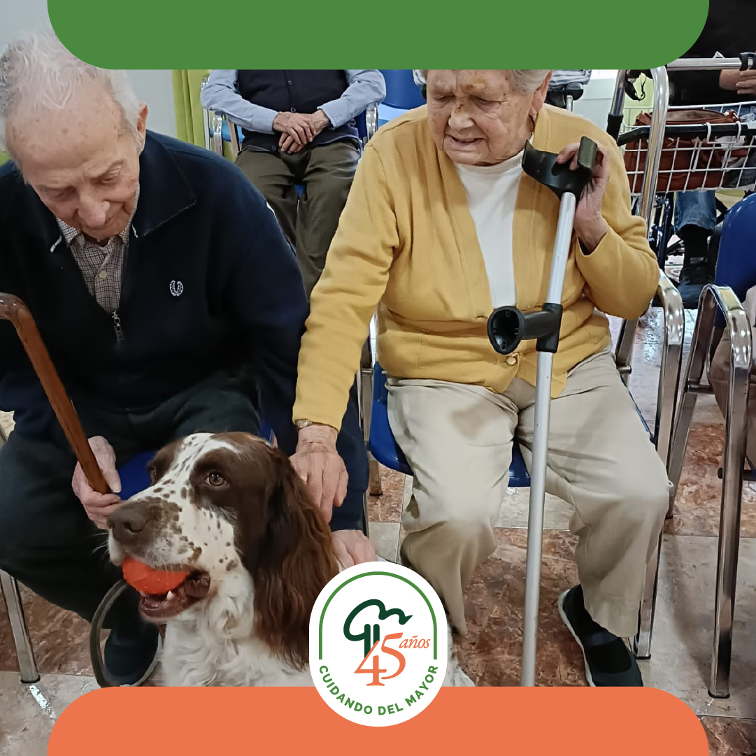 GrupoLosNogales's tweet photo. Los Nogales han recibido una visita muy especial por parte de la Policía Municipal de Madrid.

Los perros policía realizaron una exhibición de sus habilidades y disfrutaron del cariño y la alegría de las  #personasmayores en una agradable y divertida jornada.

#LosNogales #Madrid https://t.co/Glmw5xgwc9