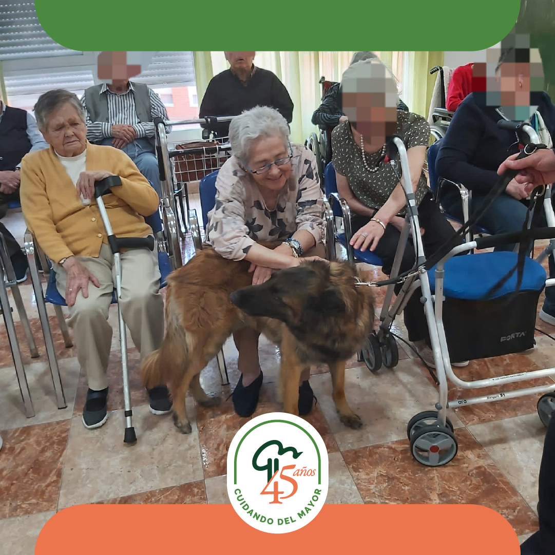 GrupoLosNogales's tweet photo. Los Nogales han recibido una visita muy especial por parte de la Policía Municipal de Madrid.

Los perros policía realizaron una exhibición de sus habilidades y disfrutaron del cariño y la alegría de las  #personasmayores en una agradable y divertida jornada.

#LosNogales #Madrid https://t.co/Glmw5xgwc9