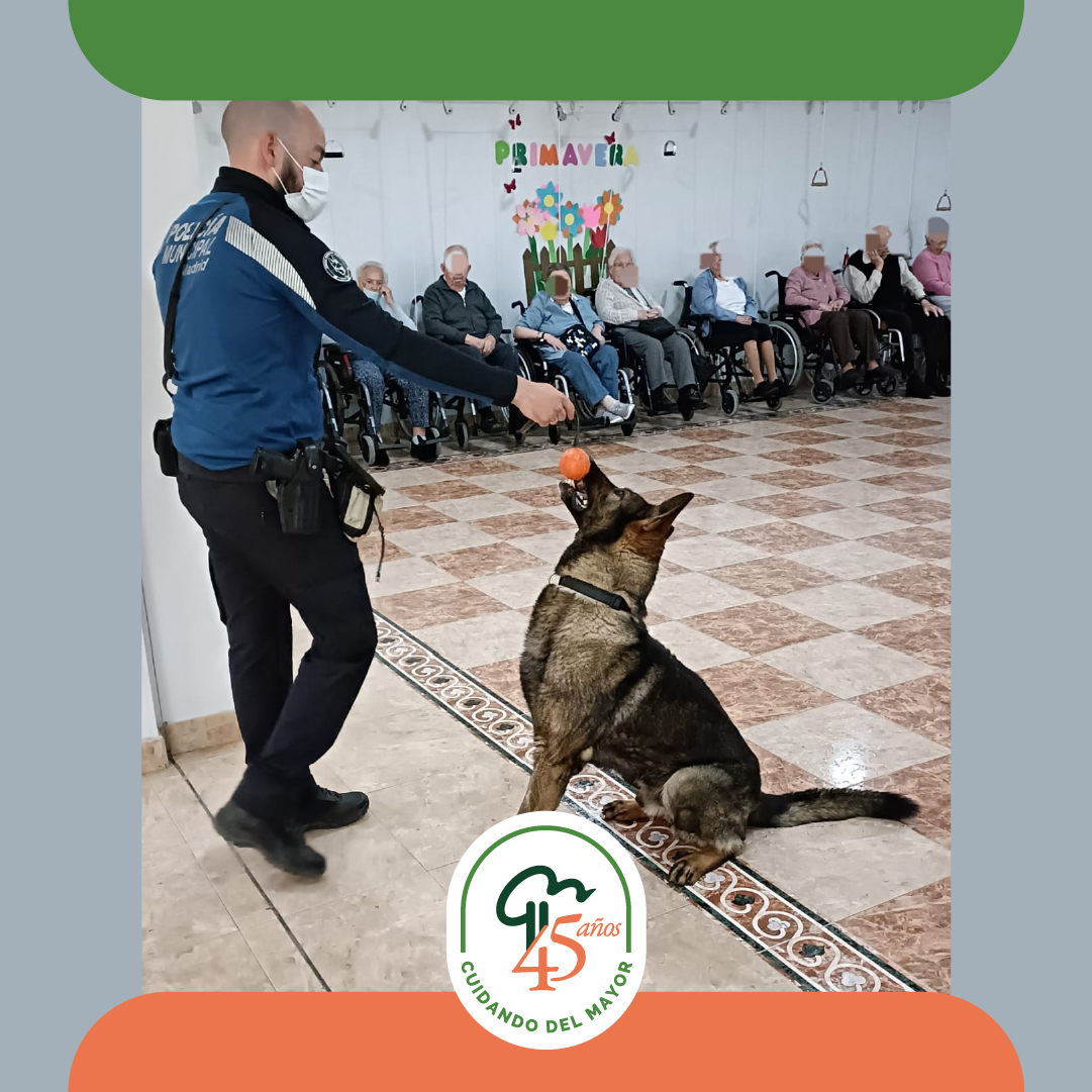 GrupoLosNogales's tweet photo. Los Nogales han recibido una visita muy especial por parte de la Policía Municipal de Madrid.

Los perros policía realizaron una exhibición de sus habilidades y disfrutaron del cariño y la alegría de las  #personasmayores en una agradable y divertida jornada.

#LosNogales #Madrid https://t.co/Glmw5xgwc9