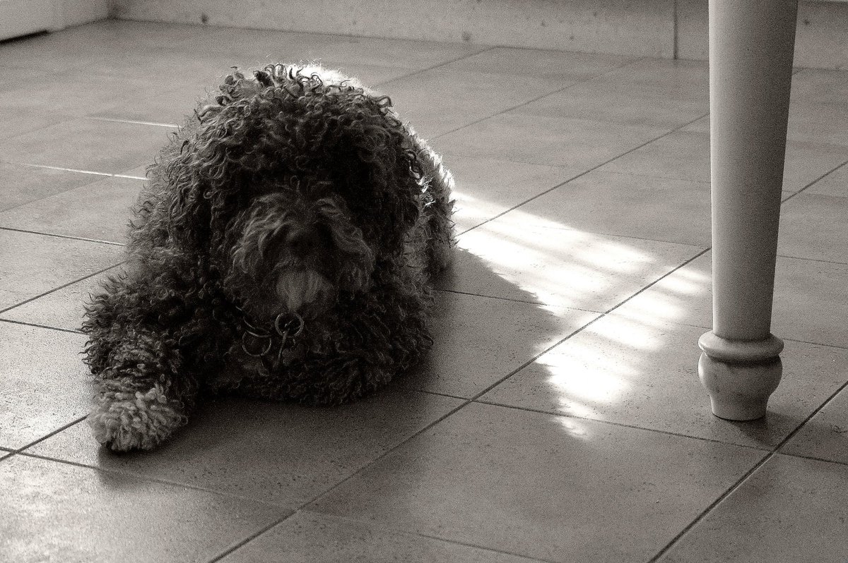 alayos61's tweet photo. Momentos de serenidad..
Cuando despierta la mañana... ✨🐾🐕
©Eloy
#spainwaterdog #pdae #pentaxk3II #perrodeaguaespañol #spainwaterdog https://t.co/akItzniIFk