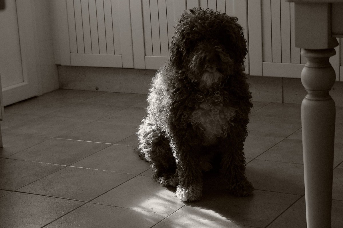alayos61's tweet photo. Momentos de serenidad..
Cuando despierta la mañana... ✨🐾🐕
©Eloy
#spainwaterdog #pdae #pentaxk3II #perrodeaguaespañol #spainwaterdog https://t.co/akItzniIFk