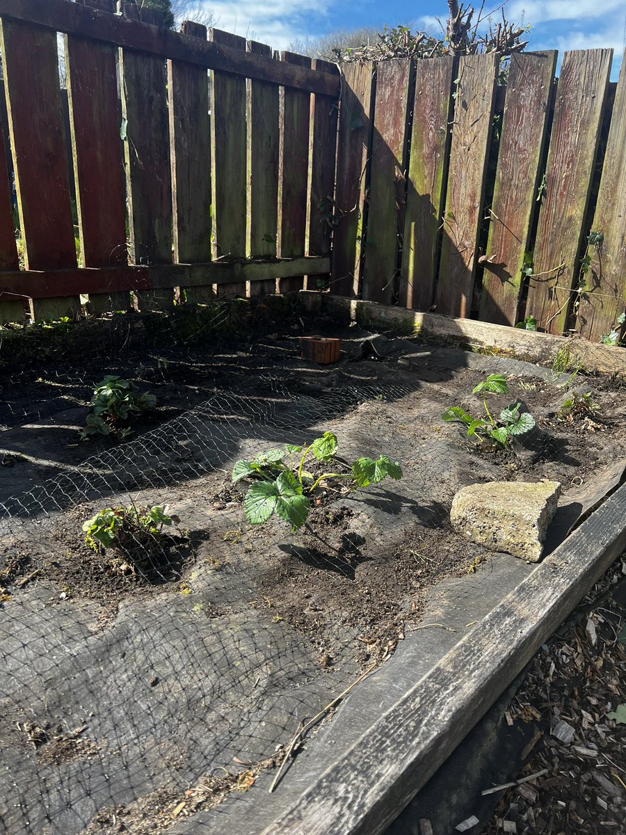 Team work in the sun this morning at our allotment group 🥕🍅🥦🧅🧄
Tatties planted ✅
Herbs planted ✅
Sunflowers planted✅
Strawberry patch tidied up ready for more ✅
<a href="/MoiraForensicOT/">Moira Paterson</a>  <a href="/cheryl_mcmorris/">Cheryl McMorris</a>  <a href="/NHSGGCOTS/">NHSGGC Occupational Therapy</a>