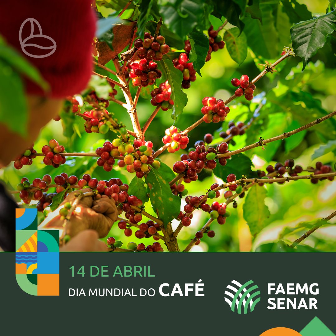 sistemafaemg's tweet photo. ☕ No Dia Mundial do Café, parabenizamos os cafeicultores mineiros!
#DiaMundialdoCafé #Café #SistemaFaemg #SenarMinas #ATeG #Cursos #Programas #Cafeicultura https://t.co/1CnBzu3lqa