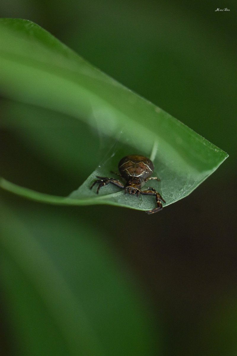 Manoj_Bhat_'s tweet photo. Strigoplus netravati waiting for the prey under the leaf

#spiders #spidersofindia #arachnida #crabspiders https://t.co/P0OtKwvXPi