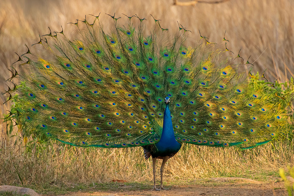 Indian Peafowl are displaying all across the park and they are amazingly good looking. Can't ever get tired of seeing them dancing. Ranthambhore is one of the best places for these birds in the world. #IndiAves