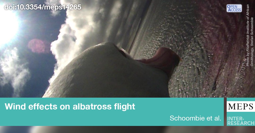 A bird's-eye view! Video cameras and motion sensors reveal how #albatrosses adapt to changing winds
bit.ly/meps_WIND_av1