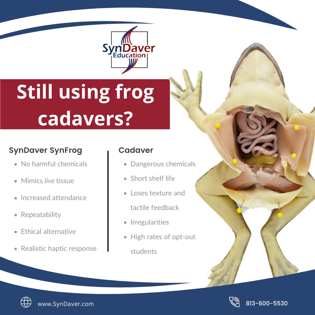 syndaver's tweet photo. Still using live frogs for dissection?
SynDaver EDU offers an alternative for those who oppose live frog dissection for ethical, religious, or cultural purposes.
Get yours now at https://t.co/Pmseaw6iCh!
#SynDaverEDU #SynFrog #k12 #FrogDissection #PETA #Dissection #Biology https://t.co/EePDHvR4vw