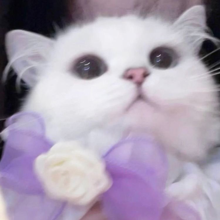 ⠀⠀  
Quando adotei o Vision, jamais imaginaria que um meliante desse porte seria capaz de assustar todos os entregadores, duelar com um pitbull (e ganhar), destruir meus travesseiros e vandalizar todos os meus sofás. Mas ele fica tão lindo de lacinho….
⠀⠀