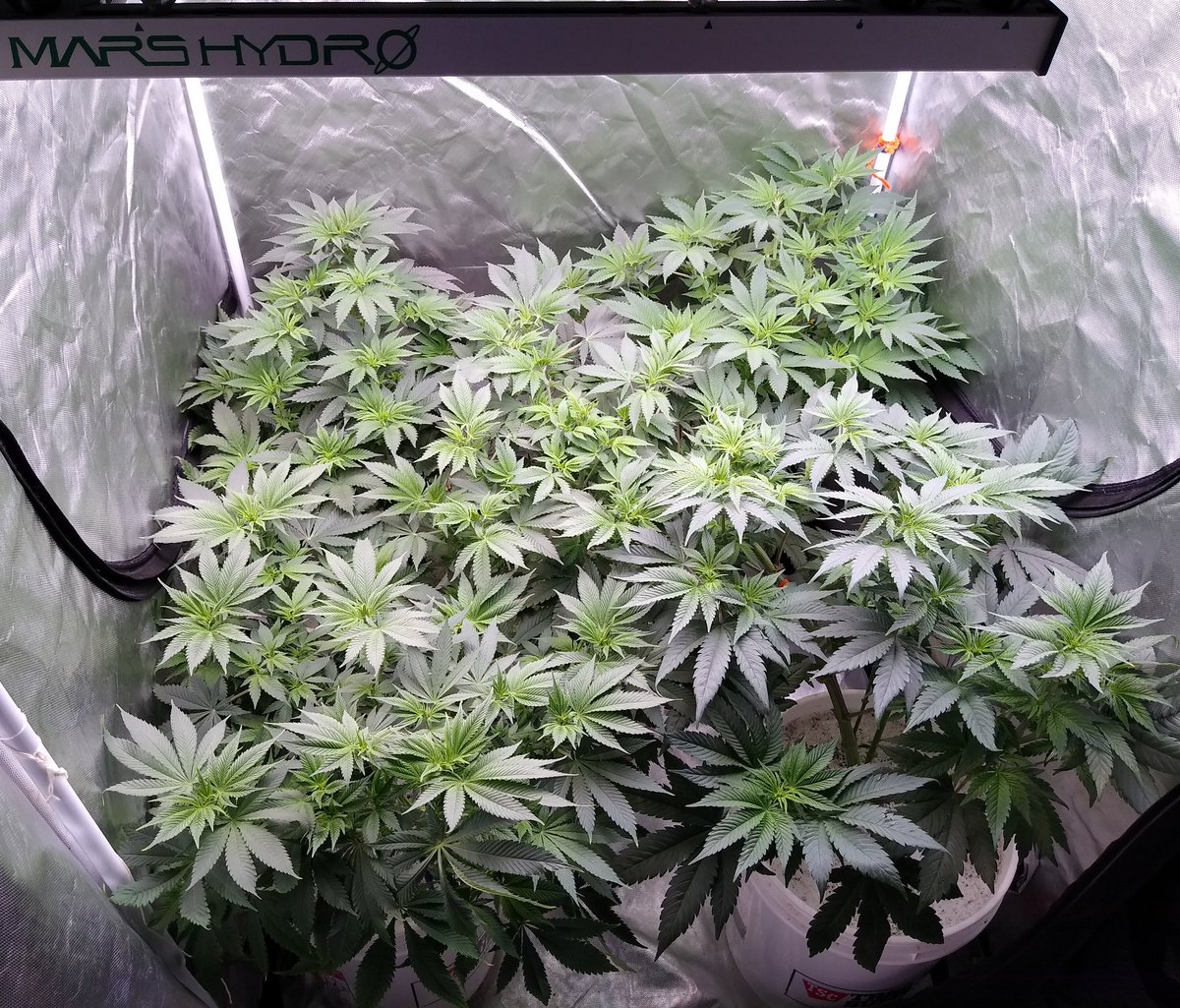 417Grown's tweet photo. Day 7 of flower on Mandarin Cookies from @EthosGenetics 
Using @lotusnutrients 
#lotusgrow #lotusnutrients #CannabisCommunity #cannabisindustry #growers #420friendly #420Life https://t.co/CKGAhzPxFm