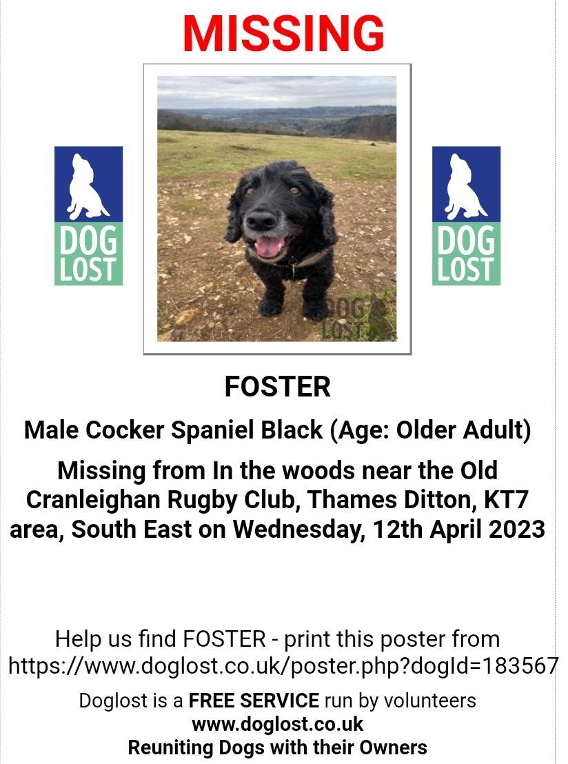 🐕 older boy FOSTER went #missing on 12 April 2023 in #Surrey #KT7 in the woods next to Old Cranleighan Rugby Club, Thames Ditton.
He is neutered and microchipped. Please RT doglost.co.uk/dog-blog.php?d…