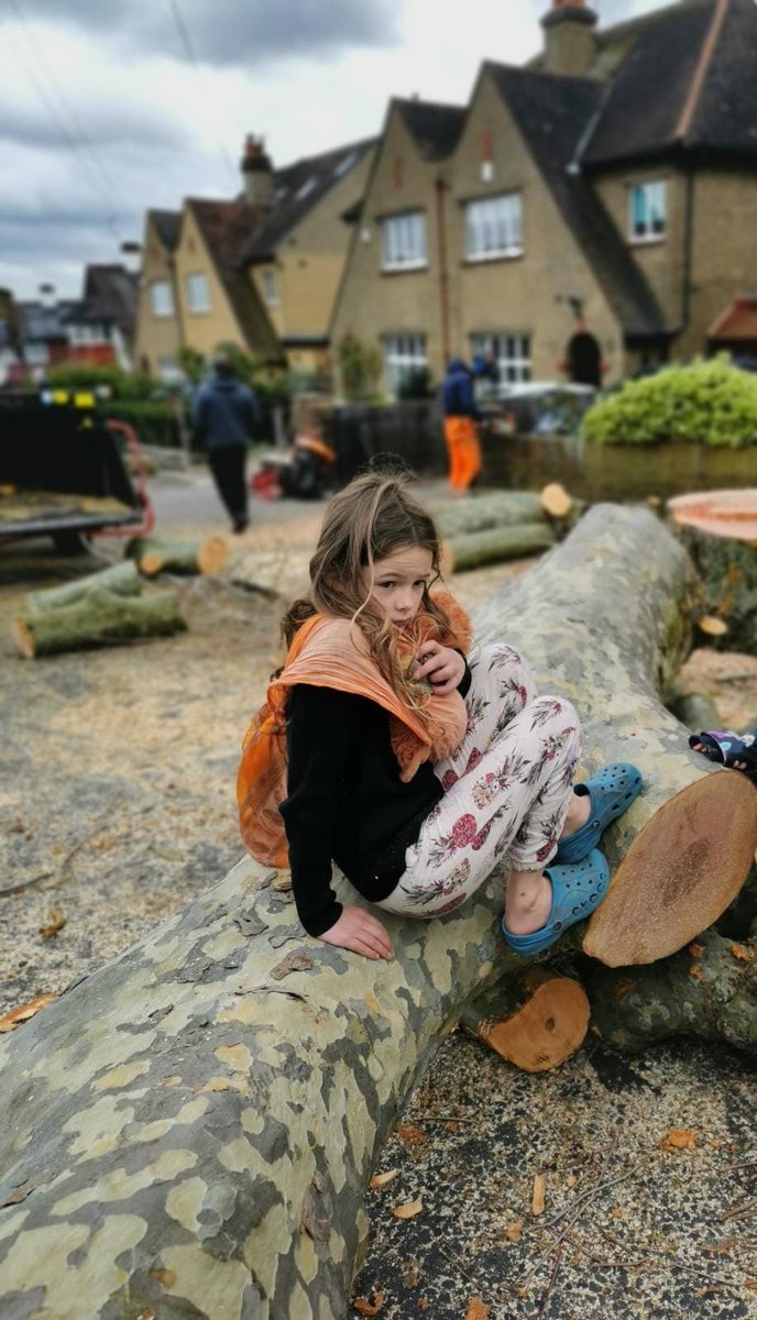 Haringey Tree Protectors tweet media