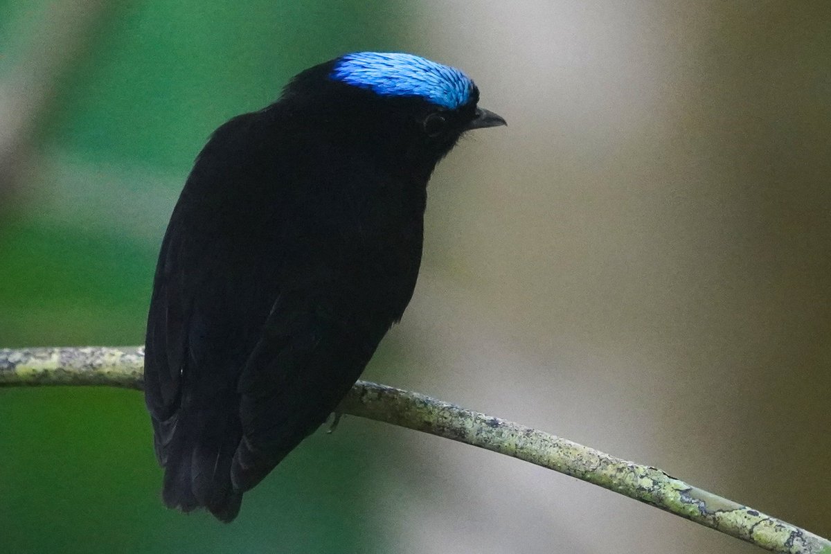 utria_gabriel's tweet photo. Blue-crowned Manakin
Lepidothrix coronata

It is a discreet and more or less solitary bird, from shady forests, which remains still on its perch, before launching itself;  comes out to forest edges mainly to feed on fruiting trees.

📌 Jurado - Chocó https://t.co/ACCVS0mGlD