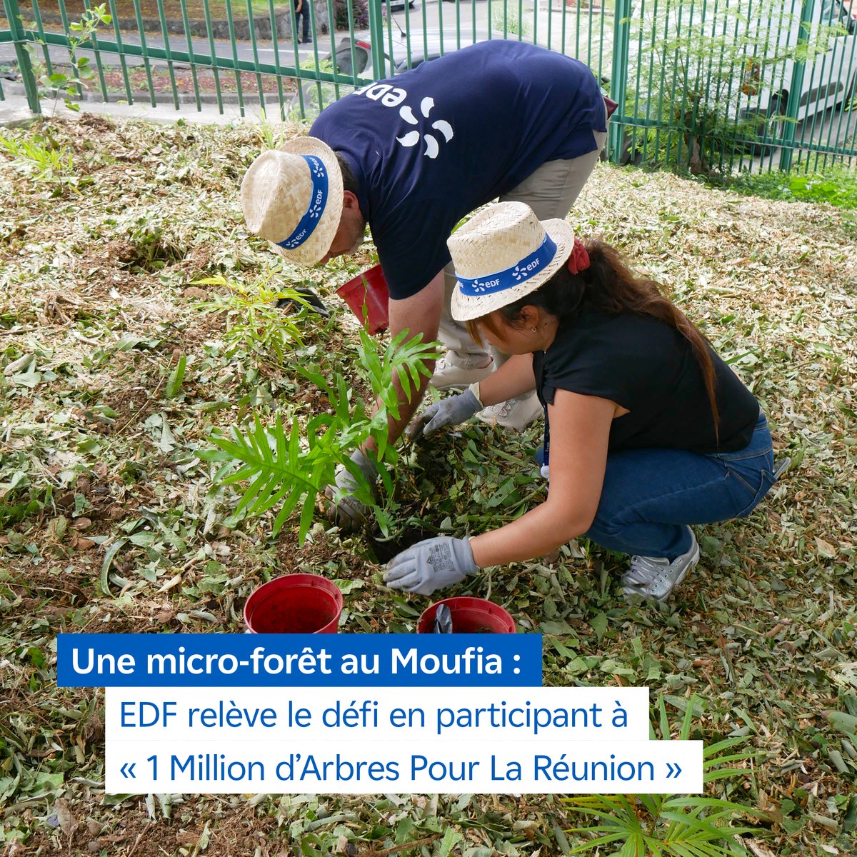 EDF_Reunion's tweet photo. Une micro-forêt urbaine au Moufia 🌱
Nos agents et partenaires ont relevé le #défi ce matin, en introduisant 600 plants de 15 espèces différentes sur le site de l’agence du Moufia.

@departement974 
AVE2M https://t.co/7mJO66rH7j