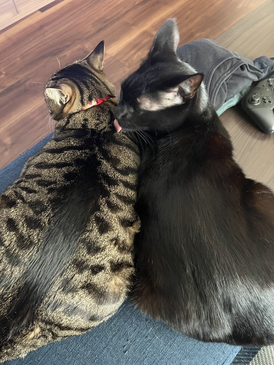 ontogaku's tweet photo. 仲良しさんで何より��す☺️
#猫のいる暮らし 
#猫がいる幸せ https://t.co/qvtDkIgFhj