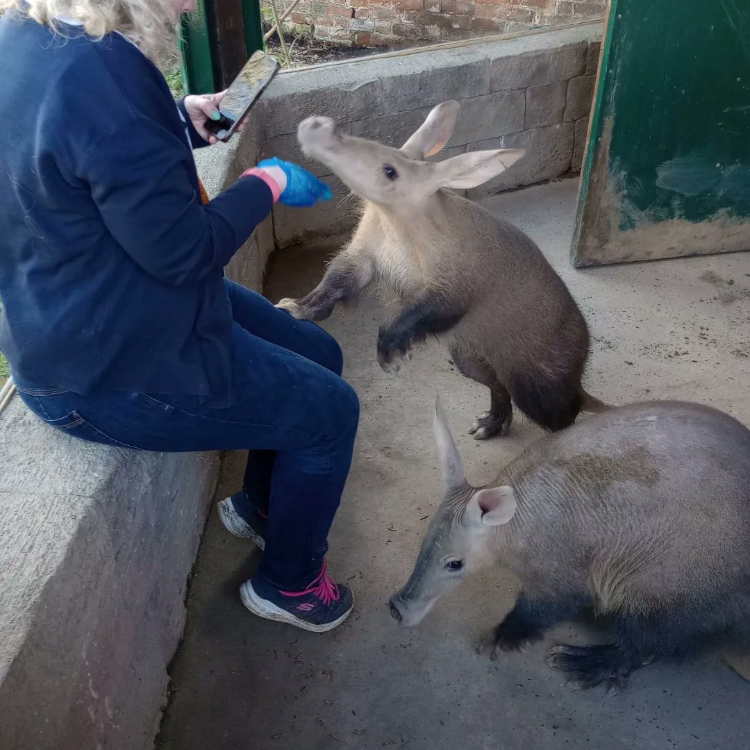 F1andtheatre's tweet image. Had the most amazing time @Longleat yesterday feeding beautiful aardvarks. #longleat #aardvarks #vipexperience