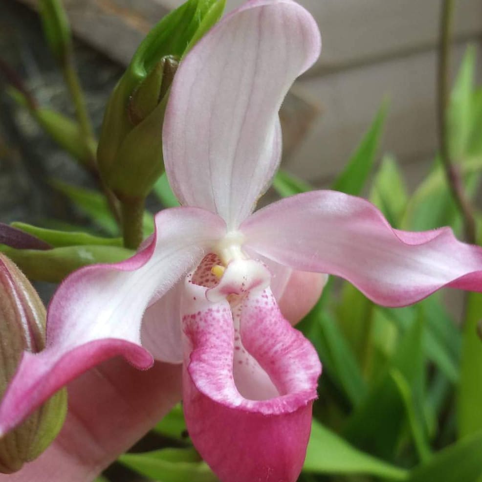 OakwoodOrchids's tweet photo. #prettyinpink #Phragmipedium Haroldeen Quintal (Cape Gold Nugget X schlimii) More #blooms coming everyday! #orchid #orchids #AddictedToOrchids https://t.co/zj66k25RBa