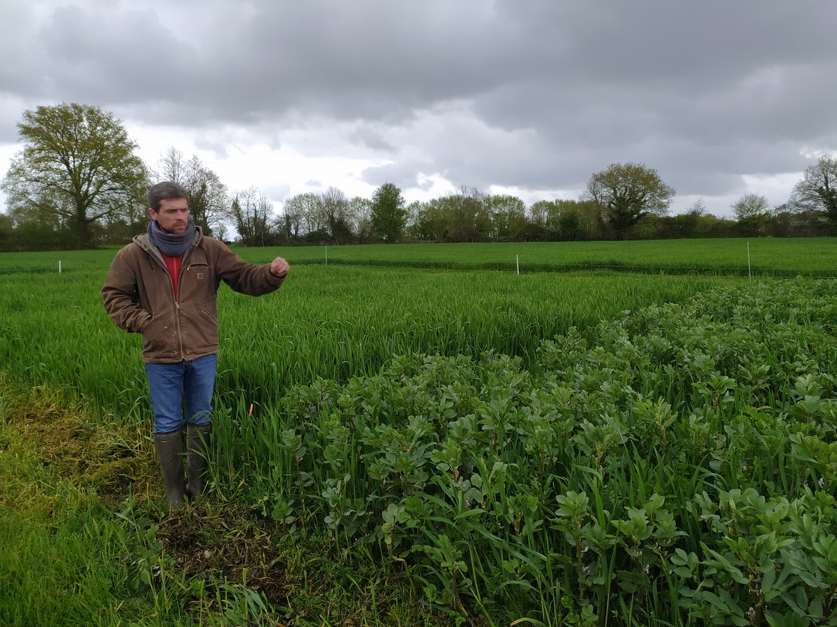 💦🌱☀ Visite d'1 essai <a href="/FxpTHORIGNE/">Ferme expérimentale de Thorigné d'Anjou</a> "stratégies d'implantat° de couverts végétaux" :
🟢 en même tps que le semis d'une culture d'hiver
🟢 en sortie d'hiver 
🟢 ou à la récolte de la culture d'hiver. 
➕evaluat° de l'impact des couverts s/ la dispo en eau avec sondes capacitives