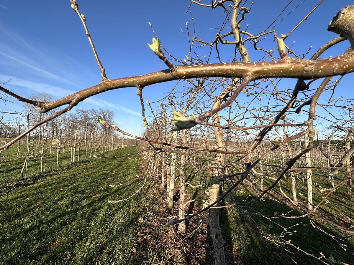 The apple buds are loving this spring heat! Tons of growth happening this week especially on these Gingergolds 🌱 <a href="/suncrestapples/">Suncrest Orchards</a> #ontag