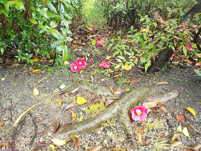 椿は雨の中に落ちても なお鮮やかに 黄砂の夕陽は 金色に輝いたまま落ちていく 春の１ページ そして誰かさんも 夢の中へ落ちていく ＃花 ＃黄砂 ＃夕陽 ＃風景 ＃写真 ＃旅行 ＃動物