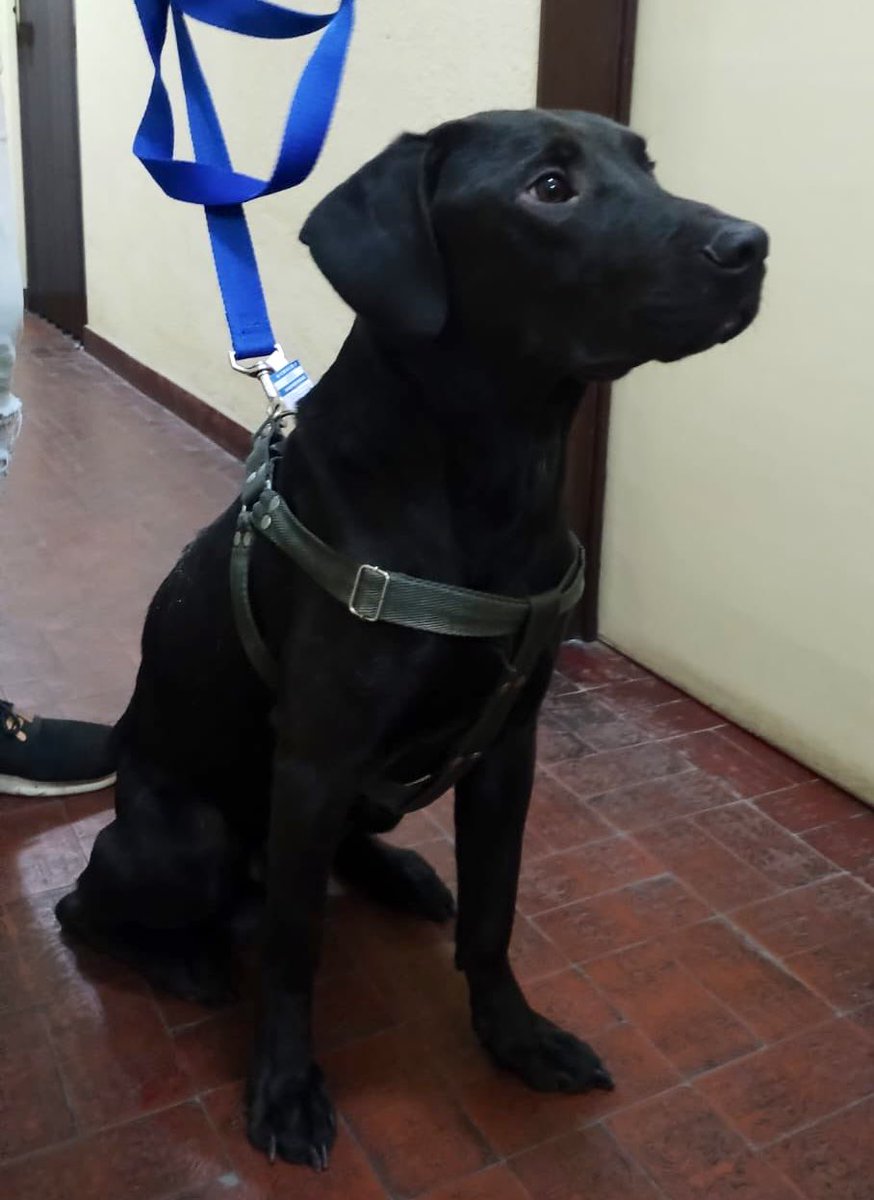MalenaStein's tweet photo. AYUDA URGENTE para el perrito rescatado de ese dto en donde lo tenían solo y encerrado sin agua ni comida.
Es súper manso, sumiso y necesita mucho amor de una familia que lo adopte o que le den hogar temporal hasta que sea adoptado. ESTE LUNES YA NO PUEDEN TENERLO MÁS
🙏🏻RT♾️ https://t.co/J2r427baHr