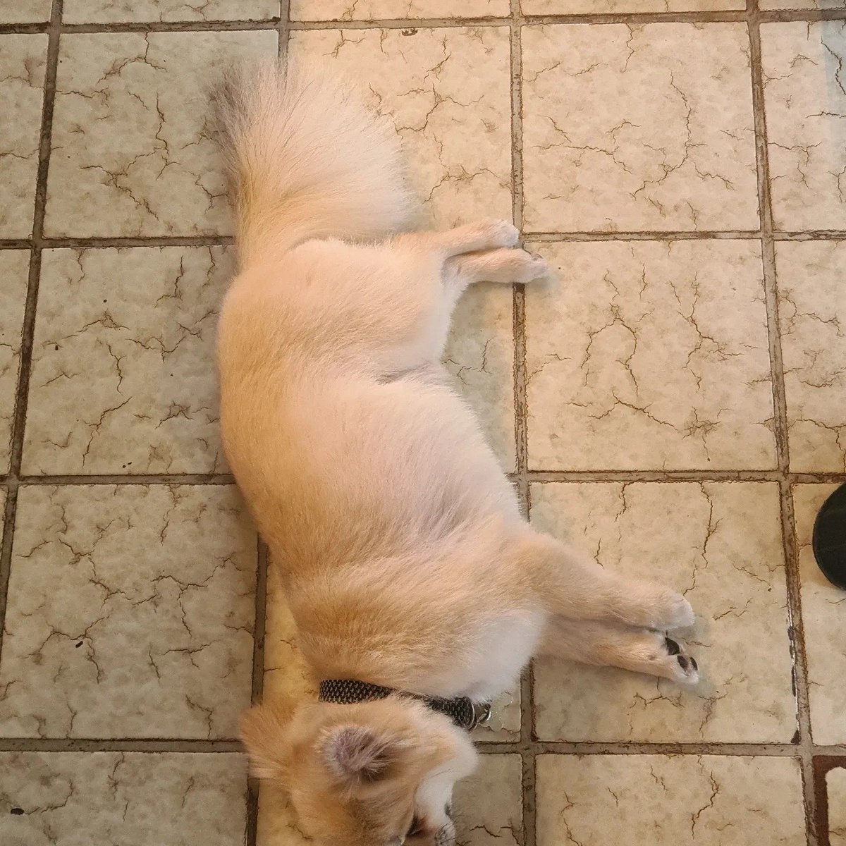 Martiny360's tweet image. Freshly groomed and handsome as ever 🥰
#dogsoftwitter #TwitterDoge #werate