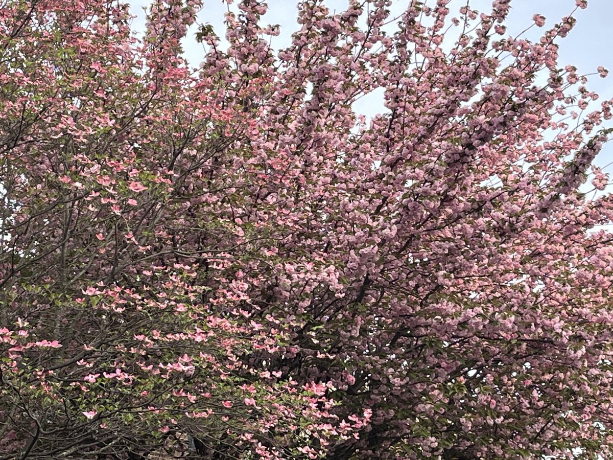 bhuchungtsering's tweet photo. Meanwhile, the flowers are a blooming! #flowerOffering to one and all #TGIF མེ་ཏོག་གི་མཆོད་པ། https://t.co/aW09JVCuvJ