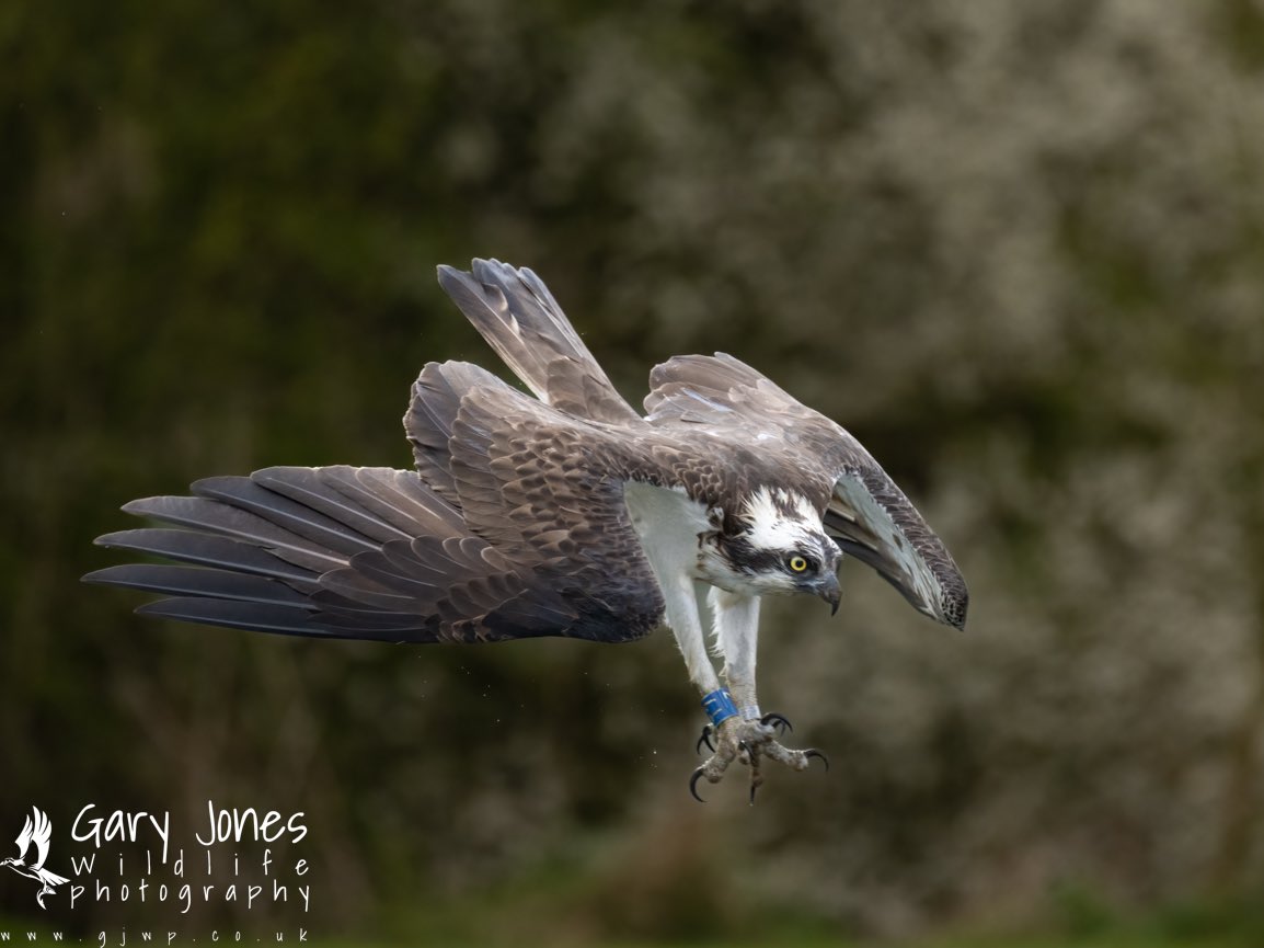GJWildlifePhoto's tweet photo. Male Osprey T7 fishing at Horn Mill Trout farm this morning 
@GwashOspreys 
@UKNikon 
#benro #paramo #shimoda https://t.co/cEIiPjJMz8